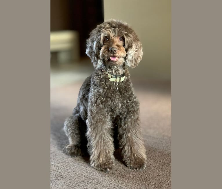 Emily, a Poodle (Small) and Poodle (Standard) mix tested with EmbarkVet.com