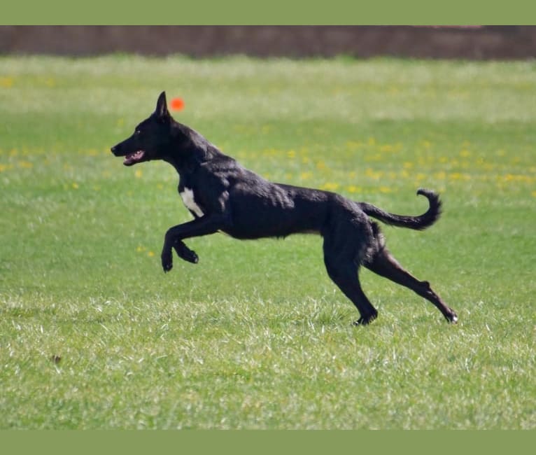 “Merla“ BCC Juniper, an Ibizan Hound and Alaskan Malamute mix tested with EmbarkVet.com