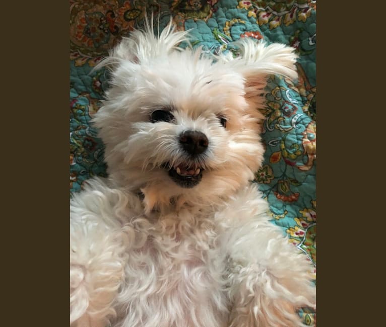 Tucker, a Maltese and Lhasa Apso mix tested with EmbarkVet.com