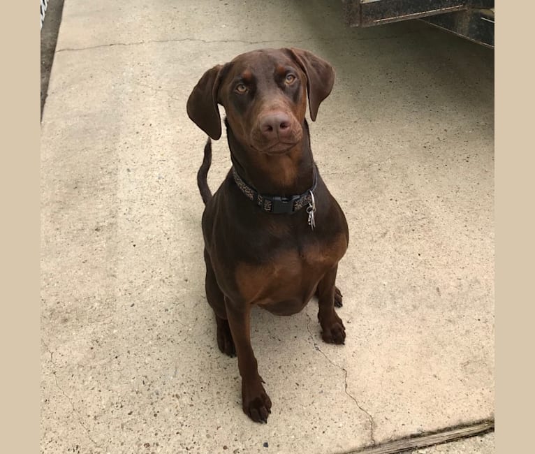 Minerva, a Doberman Pinscher and Golden Retriever mix tested with EmbarkVet.com