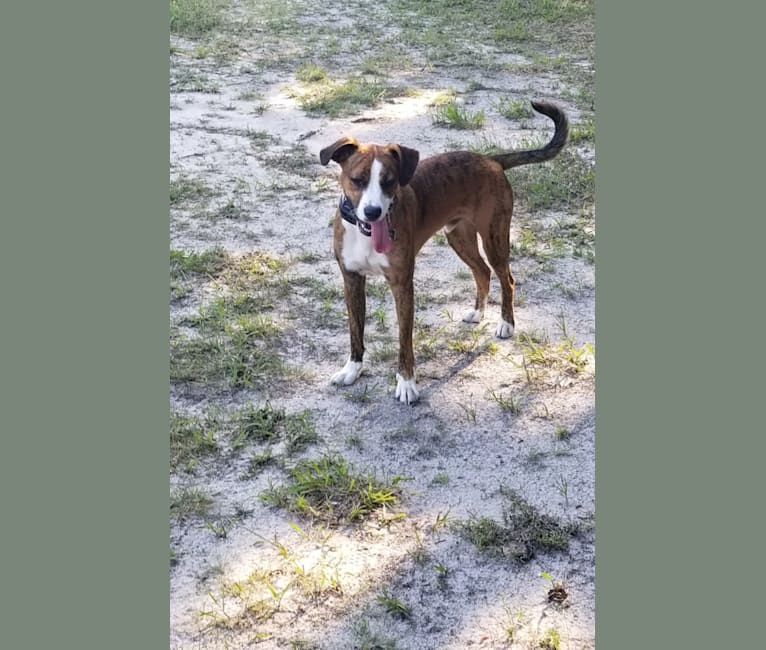 Pope, a Boxer and Russell-type Terrier mix tested with EmbarkVet.com