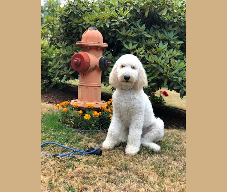 Obi, a Poodle (Standard) and Golden Retriever mix tested with EmbarkVet.com