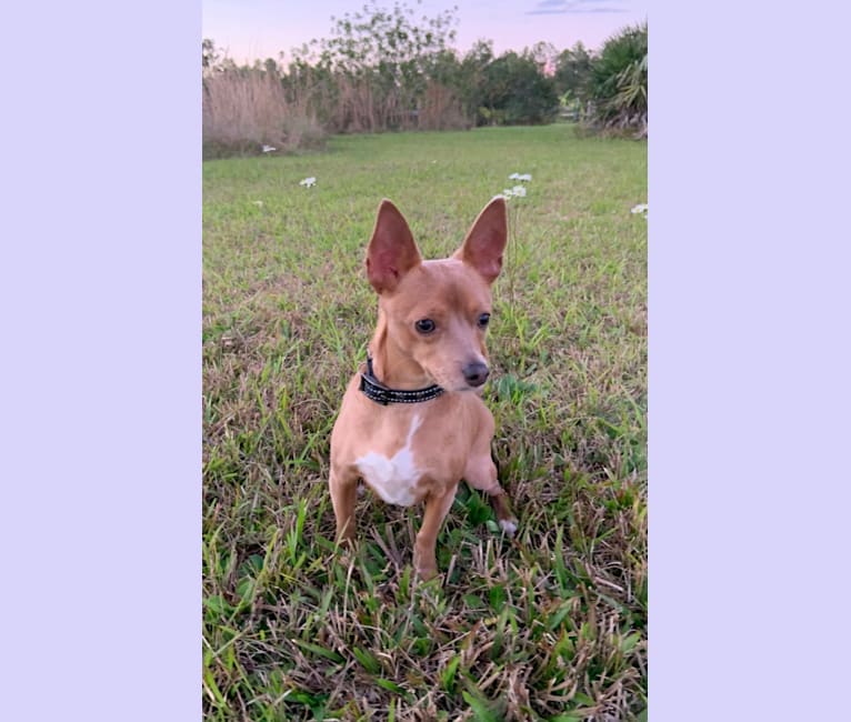 Westin, a Chihuahua and Rat Terrier mix tested with EmbarkVet.com