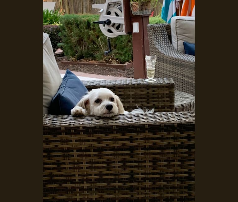 Photo of Milo, a Chinese Crested  in Santa Rosa, California, USA