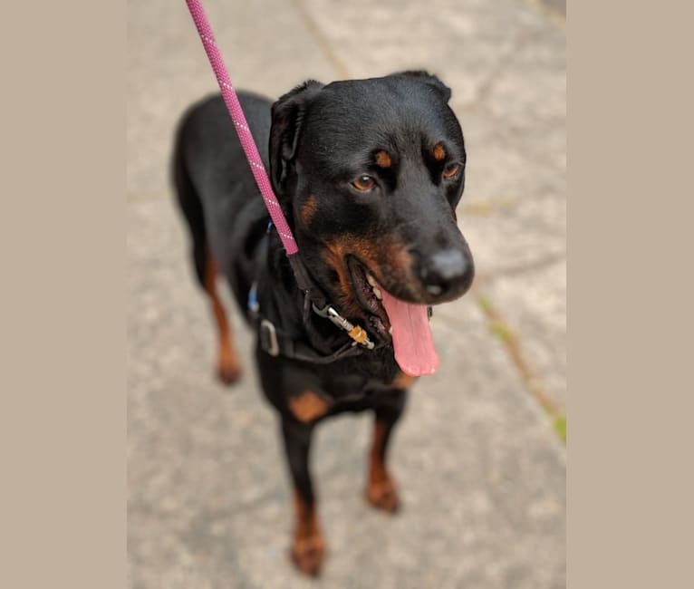 Bear, a Rottweiler and Doberman Pinscher mix tested with EmbarkVet.com