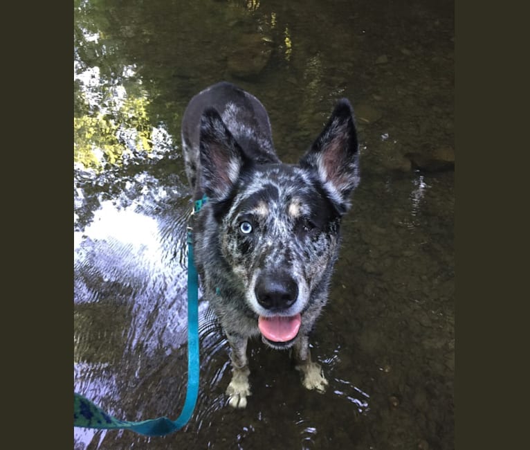 Winkee, a Catahoula Leopard Dog and Siberian Husky mix tested with EmbarkVet.com