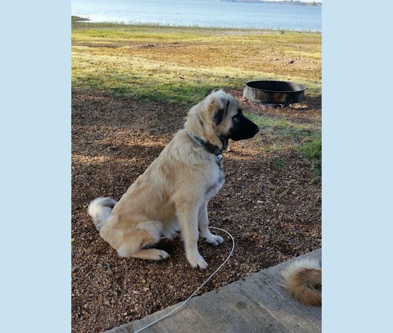 Rango, an Anatolian Shepherd Dog and Great Pyrenees mix tested with EmbarkVet.com