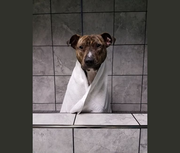 Cruz, an American Pit Bull Terrier and Labrador Retriever mix tested with EmbarkVet.com