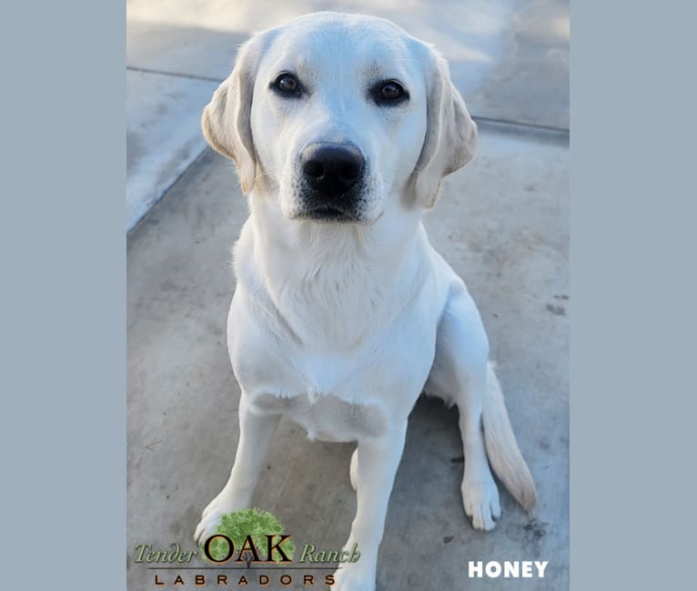 Honey, a Labrador Retriever tested with EmbarkVet.com