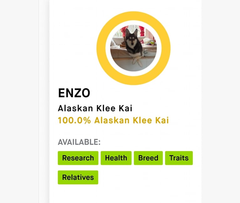 Enzo, an Alaskan Klee Kai tested with EmbarkVet.com