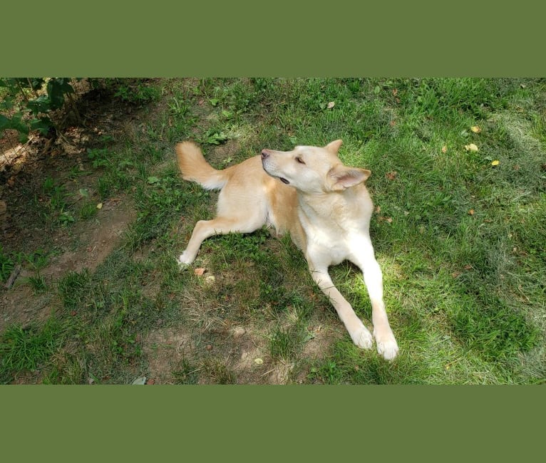 Photo of Winston, an American Pit Bull Terrier, German Shepherd Dog, Siberian Husky, American Eskimo Dog, and Mixed mix in Louisiana, USA