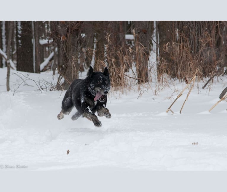 Ellie, a Siberian Husky and Labrador Retriever mix tested with EmbarkVet.com
