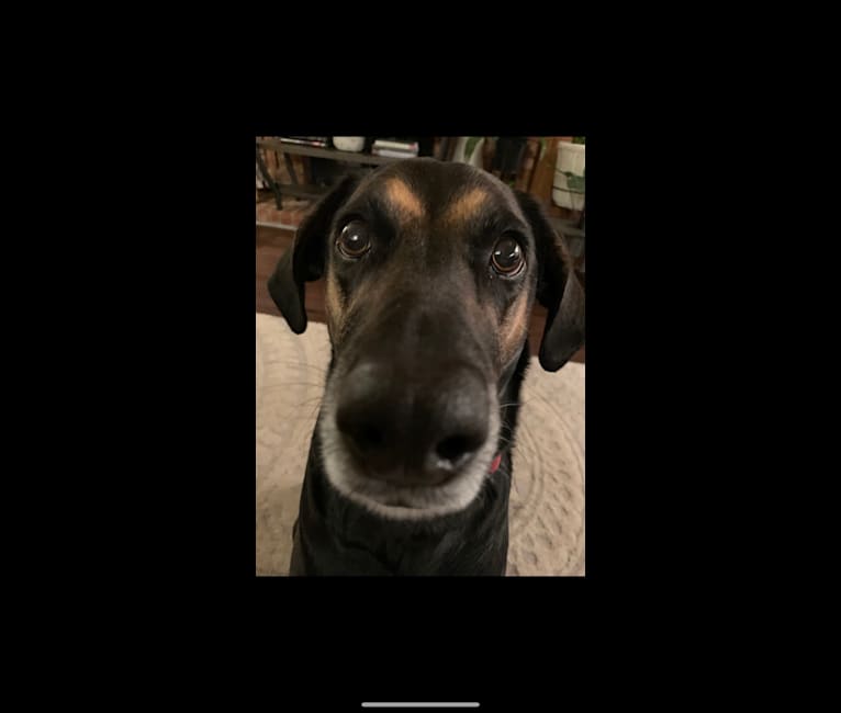 Embark Dog DNA Test Breed