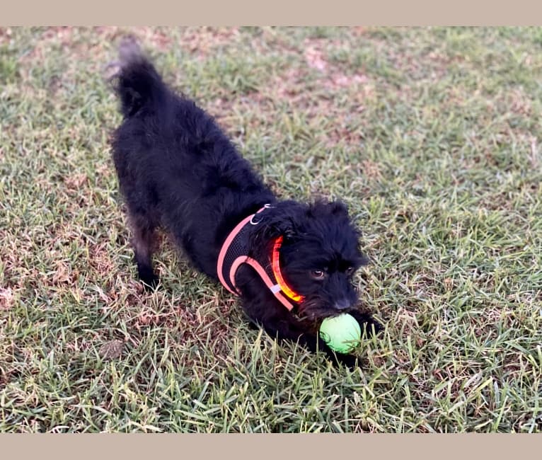Photo of Toshi, a Miniature Pinscher, Poodle (Small), Shih Tzu, Chihuahua, Yorkshire Terrier, Dachshund, and Mixed mix in Santa Barbara, California, USA