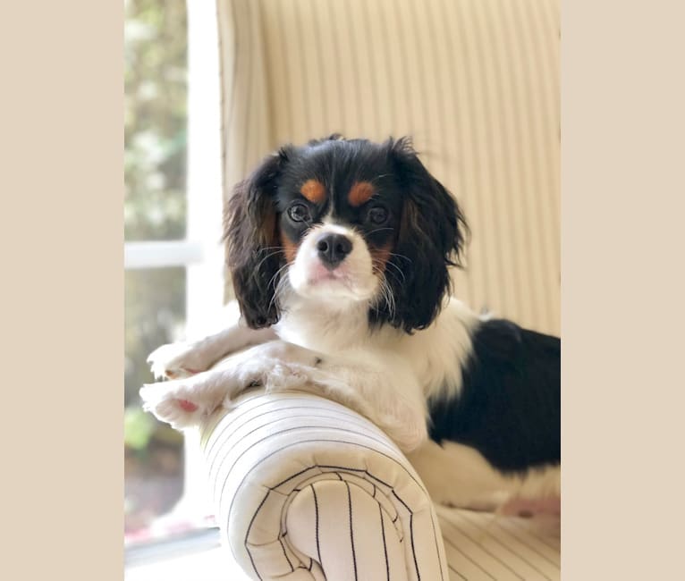 Bentley, a Cavalier King Charles Spaniel tested with EmbarkVet.com