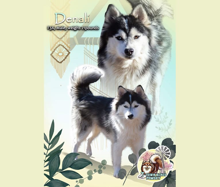 Denali, a Pomeranian and Siberian Husky mix tested with EmbarkVet.com