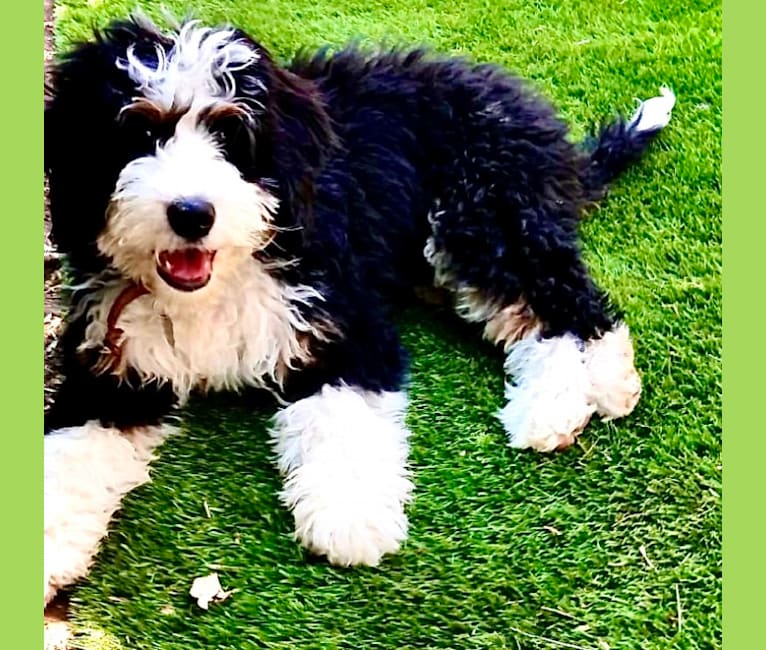 Photo of Malcolm, a Bernedoodle  in Decorah, Iowa, USA