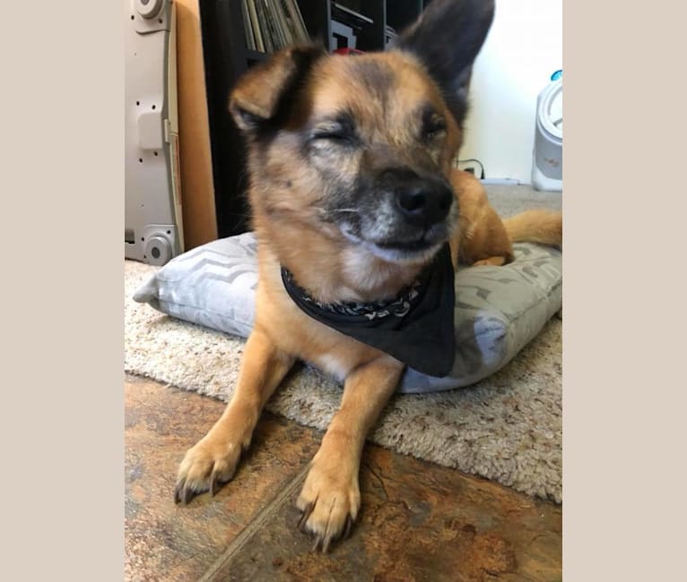 Knox, a Chihuahua and German Shepherd Dog mix tested with EmbarkVet.com
