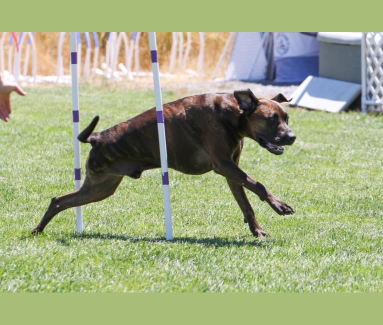 Camo, a Boxer and Labrador Retriever mix tested with EmbarkVet.com