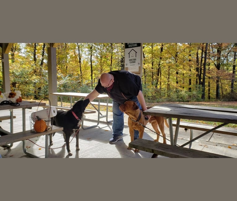 Photo of Mandy, a Siberian Husky, Golden Retriever, and German Shepherd Dog mix in Mt Gilead, Ohio, USA
