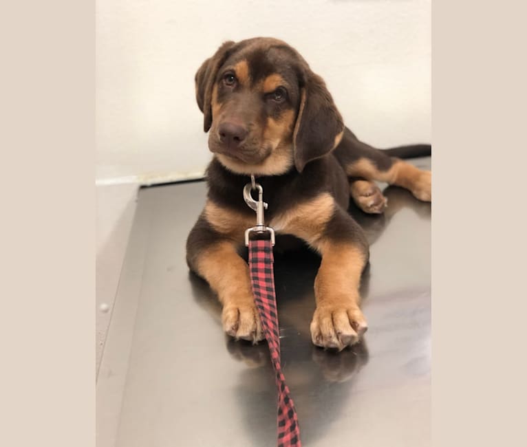 Husky and best sale bloodhound mix