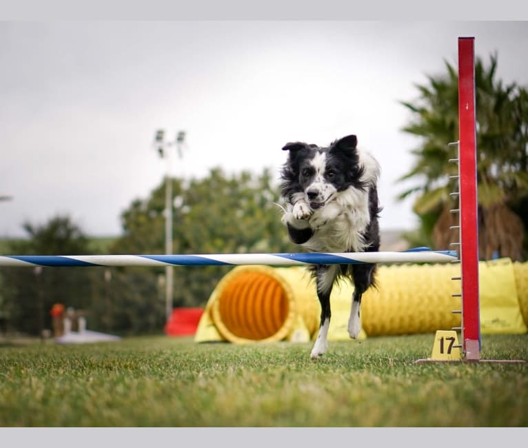 Photo of Donut, a Border Collie  in Minneapolis, MN, USA