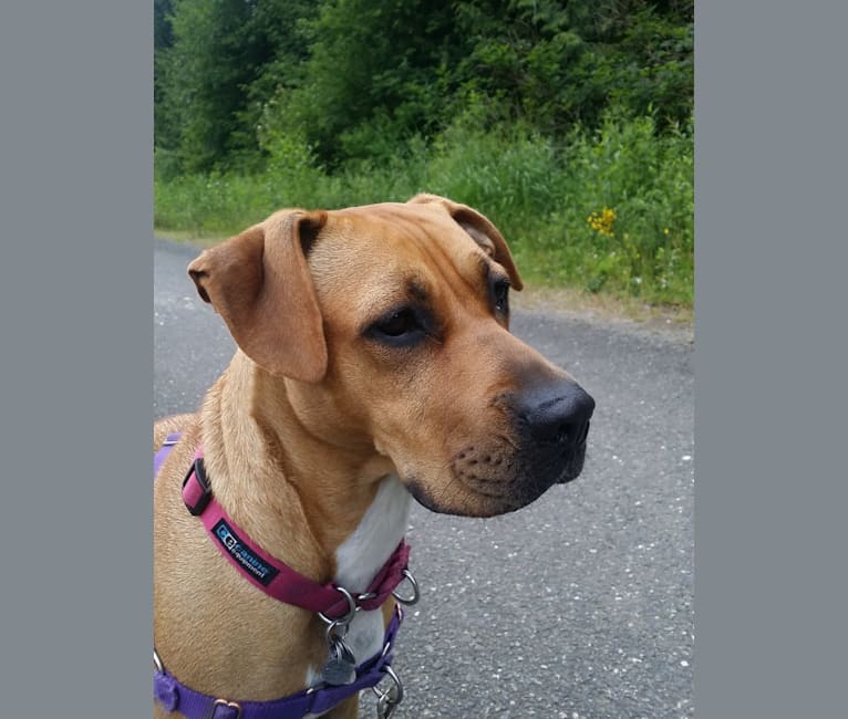 Photo of Bella, a Boxer, American Pit Bull Terrier, and Mixed mix in Greater Vancouver, BC, Canada