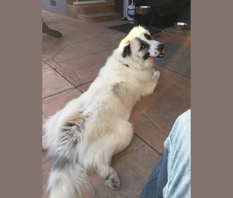 Embark Dog DNA Test Breed