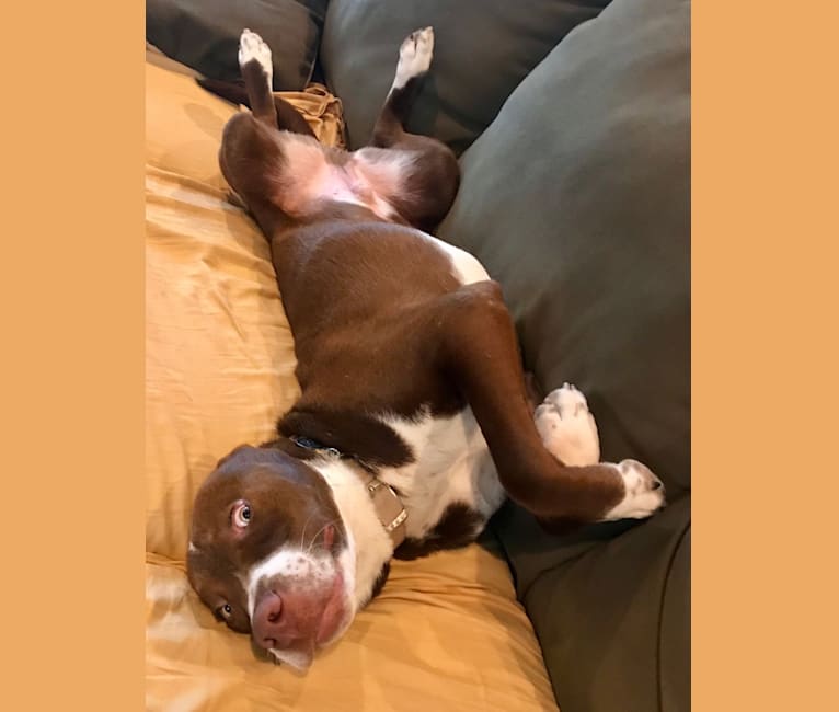 Embark Dog DNA Test Breed