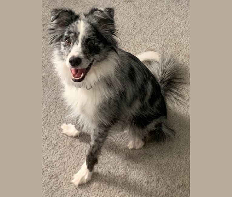 American eskimo australian shepherd mix for sale best sale