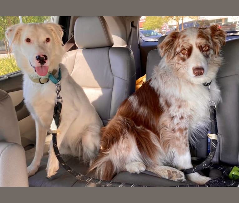 Terrier and australian shepherd mix sales