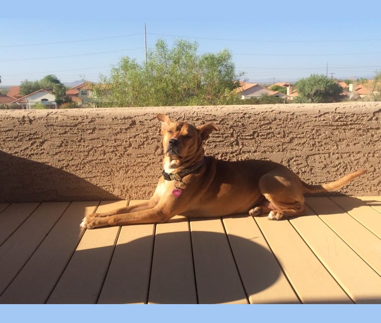 Photo of Dana, an American Pit Bull Terrier, Chow Chow, and Mixed mix in Arizona, USA