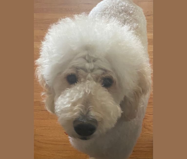 Photo of Jane, a Goldendoodle 