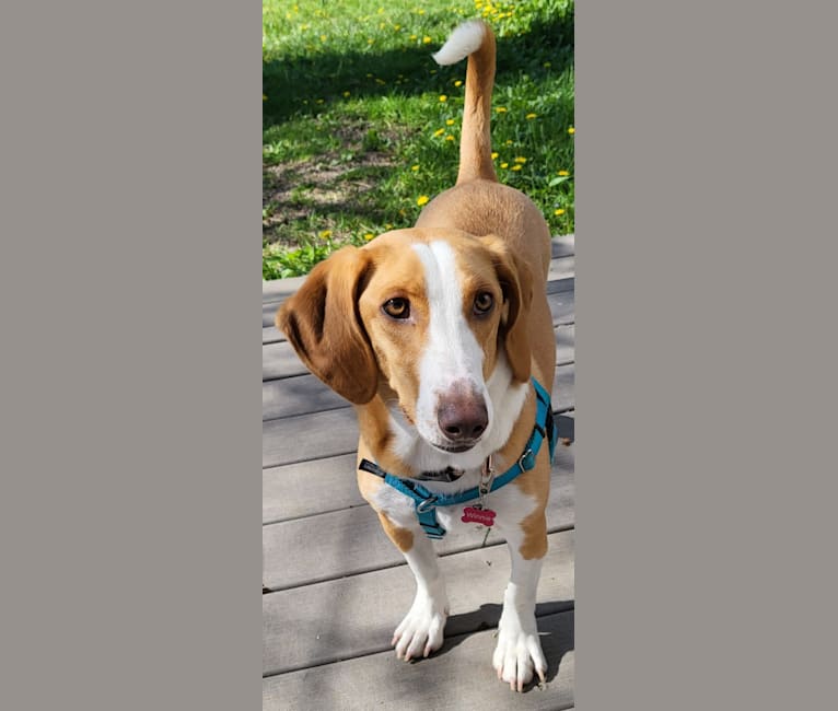 Photo of Winnie, a Basset Hound and Mountain Cur mix in Lexington, Kentucky, USA