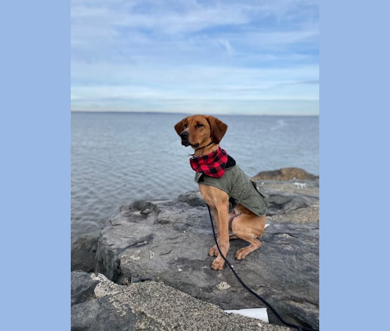 Walter, an American English Coonhound tested with EmbarkVet.com