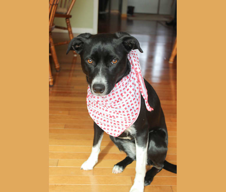 Penny, a Border Collie and American Pit Bull Terrier mix tested with EmbarkVet.com