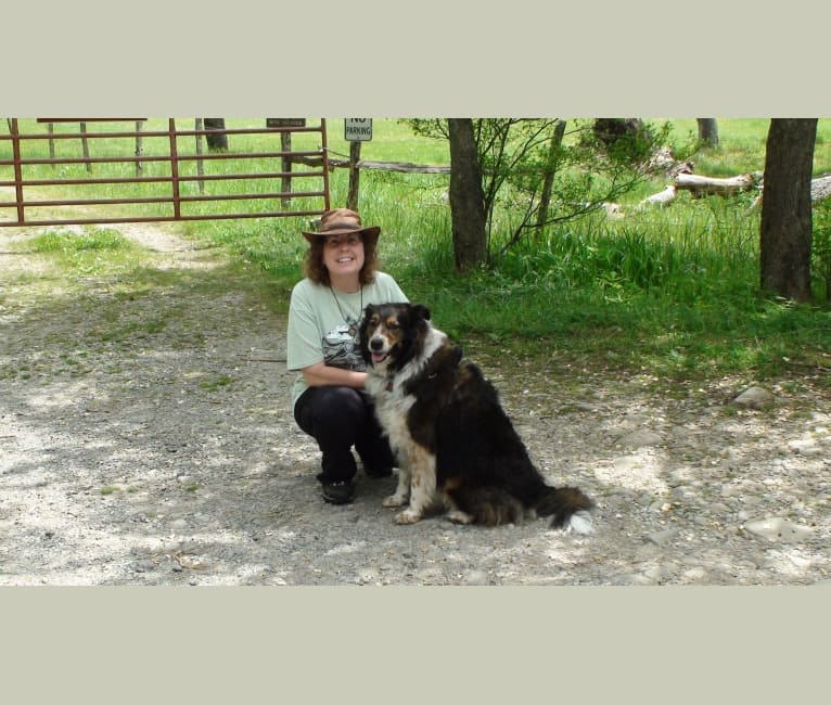 Zoe, an Australian Shepherd and Golden Retriever mix tested with EmbarkVet.com