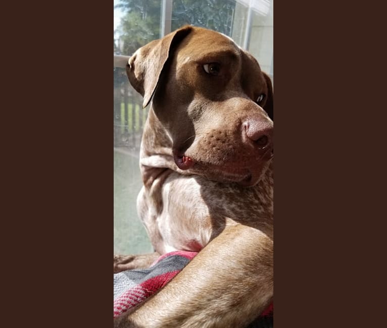 German shorthaired top pointer pit mix