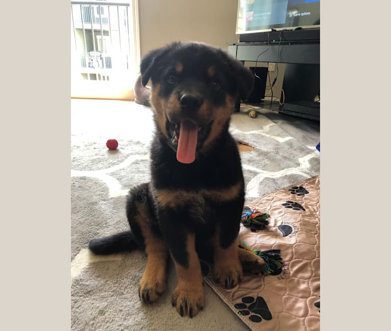 American akita rottweiler mix 2025