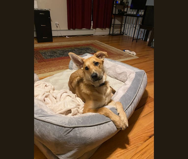 Jasper, a German Shepherd Dog and Australian Shepherd mix tested with EmbarkVet.com