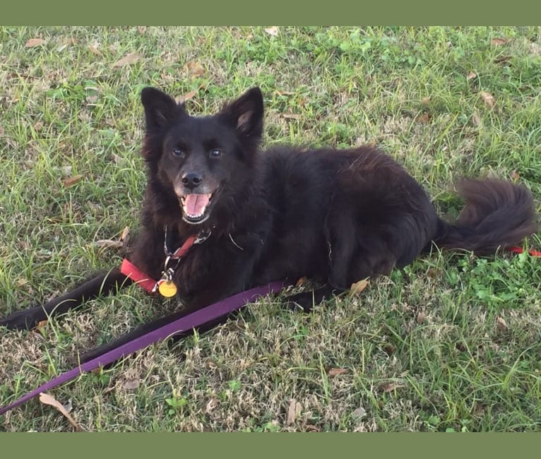 Chow chow x border collie sales