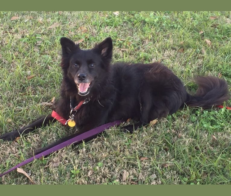 LYLA, a Border Collie and Chow Chow mix tested with EmbarkVet.com