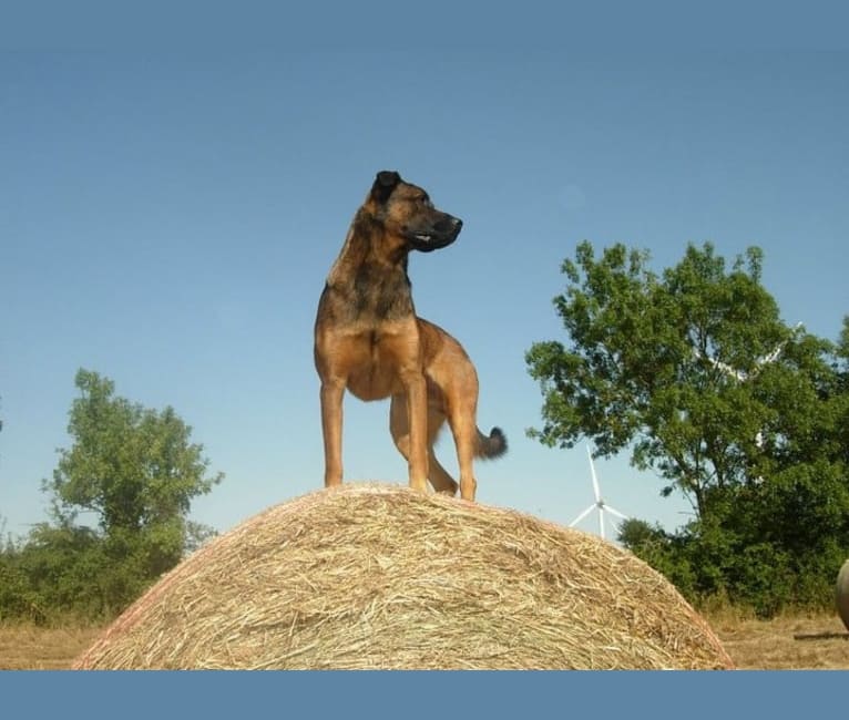Alfie, a Belgian Malinois and Rottweiler mix tested with EmbarkVet.com