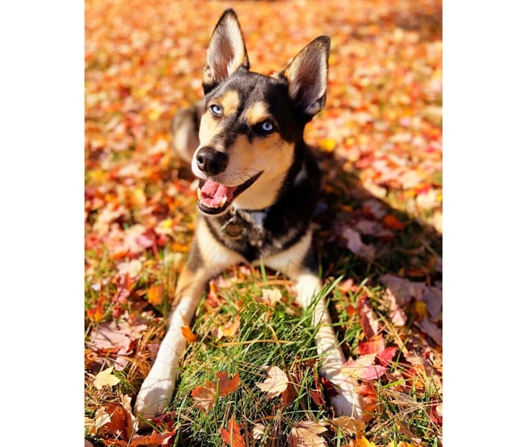 Milo, a Siberian Husky and Rat Terrier mix tested with EmbarkVet.com