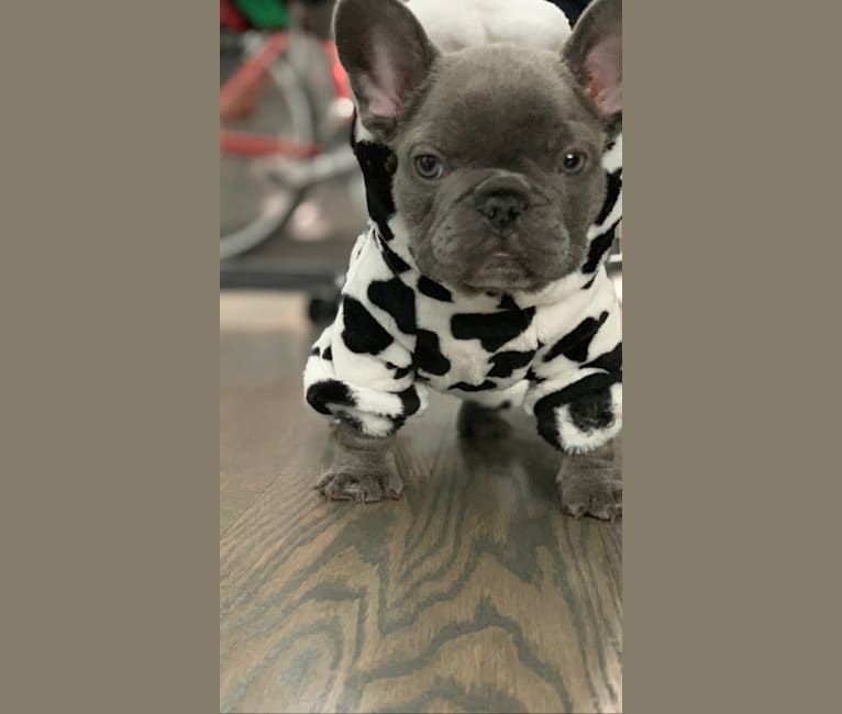 Nardo, a French Bulldog tested with EmbarkVet.com