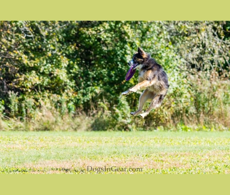 Dilly, a German Shepherd Dog and Australian Shepherd mix tested with EmbarkVet.com