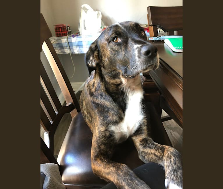Irish setter top pitbull mix