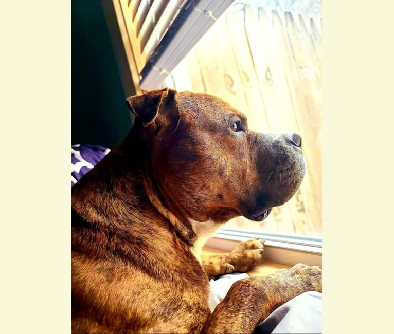Photo of Loki, an American Pit Bull Terrier (4.7% unresolved) in Michigan, USA