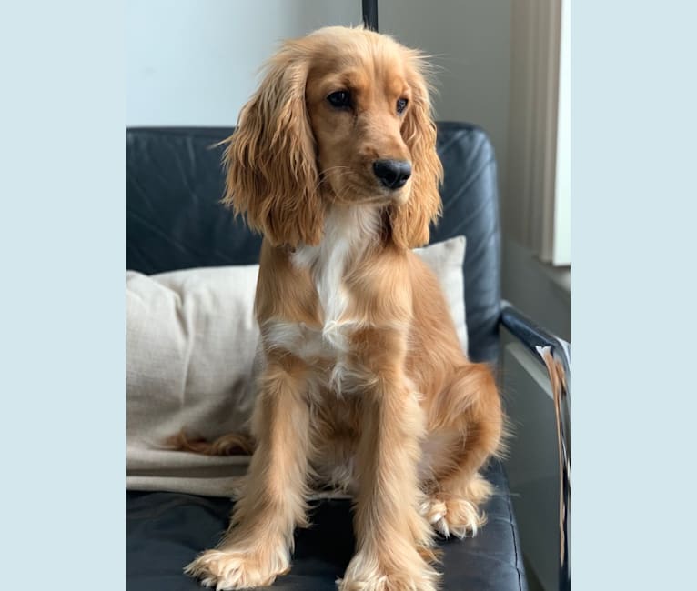 Lola, an English Cocker Spaniel tested with EmbarkVet.com