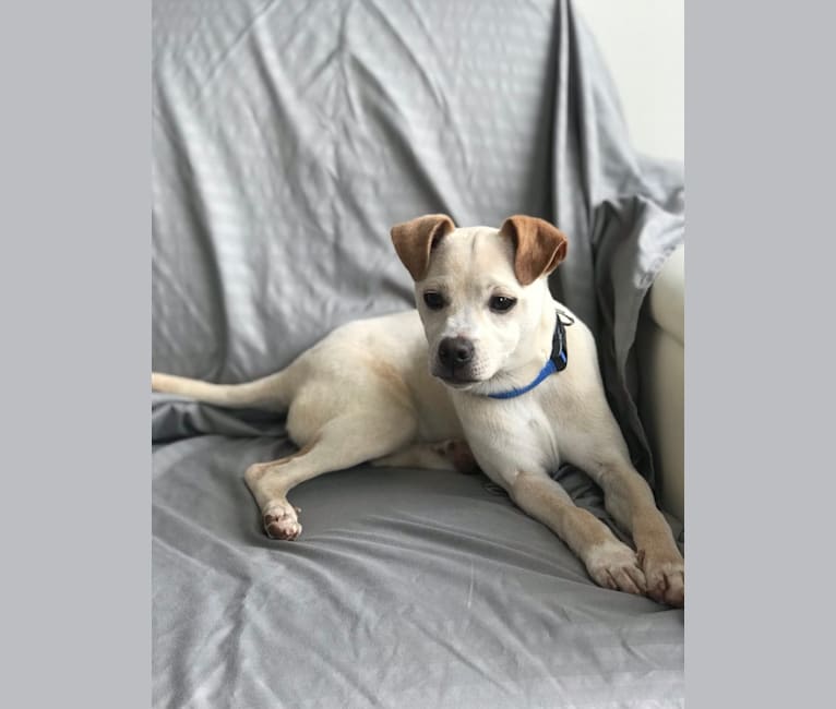 What kind of dog is new arrivals wishbone